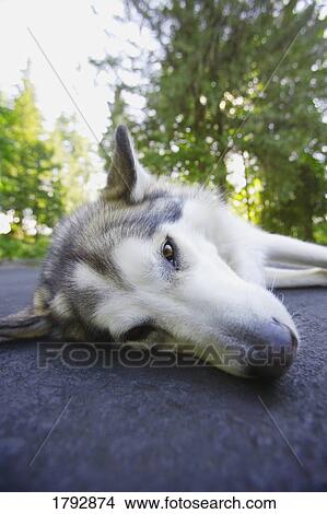Husky laying down on roadway View Large Photo Image Picture - Husky laying down on roadway. Fotosearch