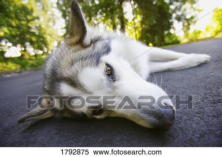 Husky laying down View Large Photo Image Stock Photography - Husky laying down. Fotosearch
