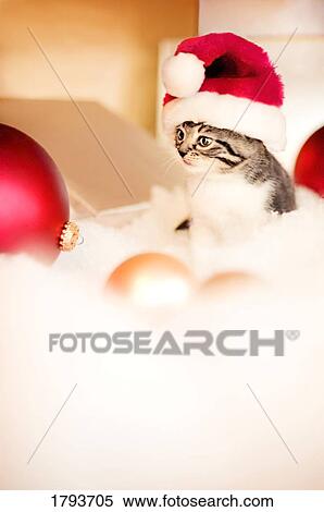 Stock Photography - Kitten in Christmas decorations. Fotosearch