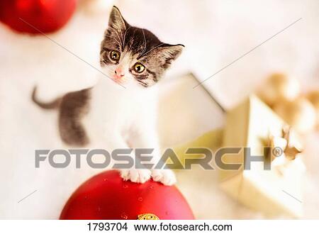 Kitten on Christmas ornament View Large Photo Image Picture - Kitten on Christmas ornament. Fotosearch