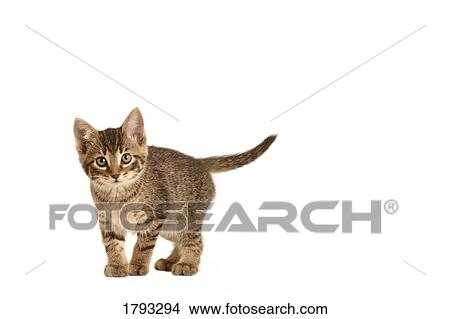 Kitten View Large Photo Image Picture - Kitten. Fotosearch