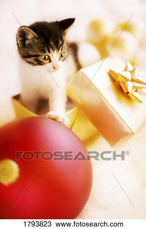 Stock Image - Kitten playing in Christmas present. Fotosearch