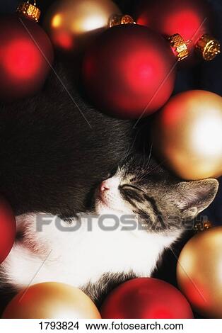 Picture - Kitten sleeping in decorations. Fotosearch
