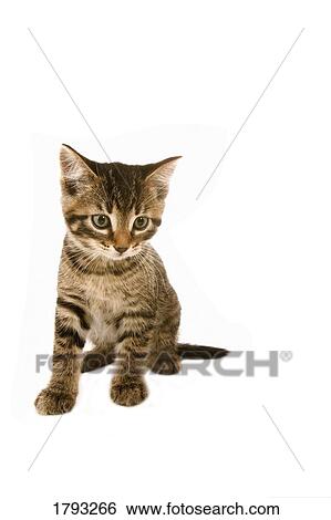 Stock Photograph - Kitten. Fotosearch