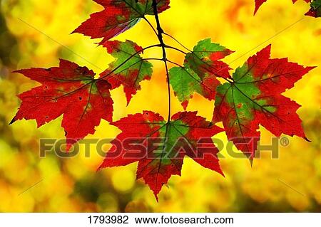 Leaves in autumn View Large Photo Image Stock Image - Leaves in autumn. Fotosearch