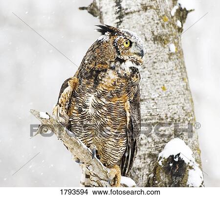 Long-eared owl in the winter View Large Photo Image Picture - Long-eared owl in the winter. Fotosearch
