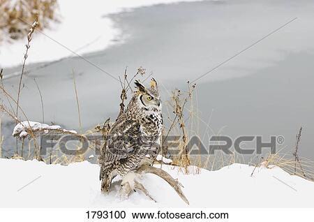 Long-eared Owl View Large Photo Image Stock Image - Long-eared Owl. Fotosearch