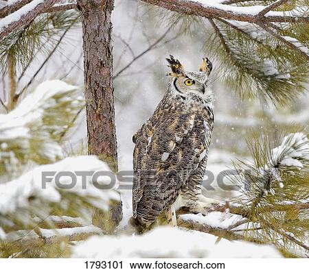 Long eared owl View Large Photo Image Stock Image - Long eared owl. Fotosearch