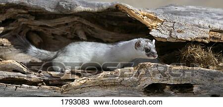 Long Tailed weasel View Large Photo Image Stock Image - Long Tailed weasel. Fotosearch