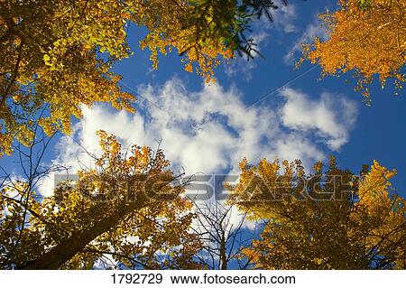 Stock Photo - Looking up at autumn leaves. Fotosearch