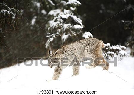 Lynx View Large Photo Image Stock Image - Lynx. Fotosearch