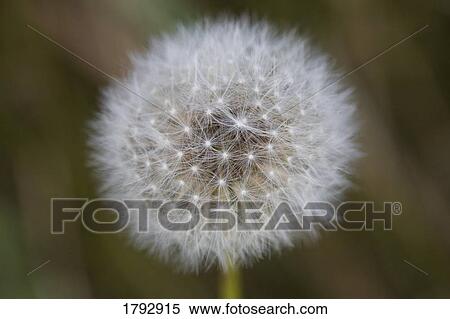 Stock Photography - Macro shot of a dandelion puff. Fotosearch