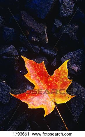 Stock Image - Maple leaf on rocks. Fotosearch