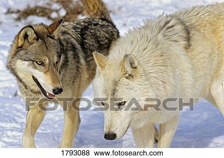Members of wolf pack View Large Photo Image Stock Photo - Members of wolf pack. Fotosearch