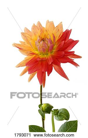 Stock Image - Multicolored dahlia flower. Fotosearch