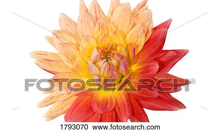 Stock Image - Multicolored Dahlia. Fotosearch