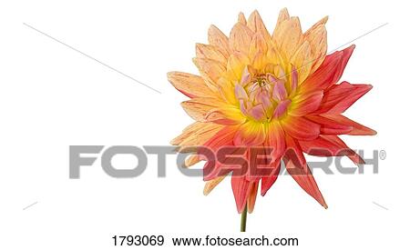 Stock Photo - Multicolored Dahlia. Fotosearch