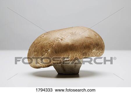 Mushroom View Large Photo Image Stock Image - Mushroom. Fotosearch
