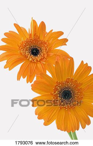 Orange gerbera daisies View Large Photo Image Stock Photograph - Orange gerbera daisies. Fotosearch