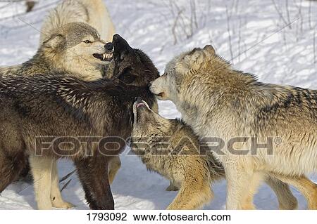 Stock Image - Pack of wolves interacting. Fotosearch