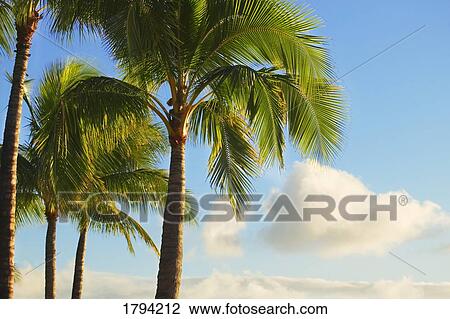 Palm trees View Large Photo Image Stock Image - Palm trees. Fotosearch