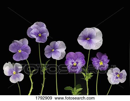 Pansies View Large Photo Image Stock Photo - Pansies. Fotosearch