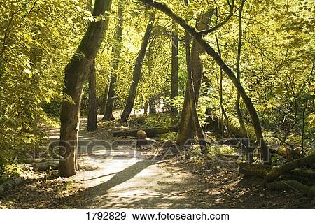 Path among the trees View Large Photo Image Stock Photo - Path among the trees. Fotosearch