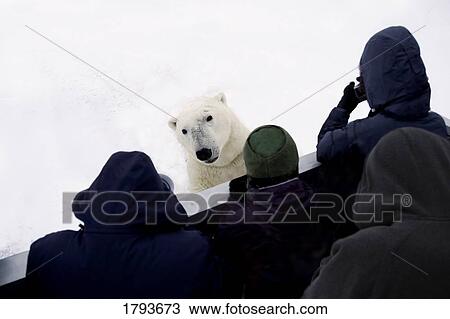 Stock Image - People looking at polar bear. Fotosearch
