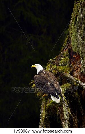 Stock Photo - Perched eagle. Fotosearch