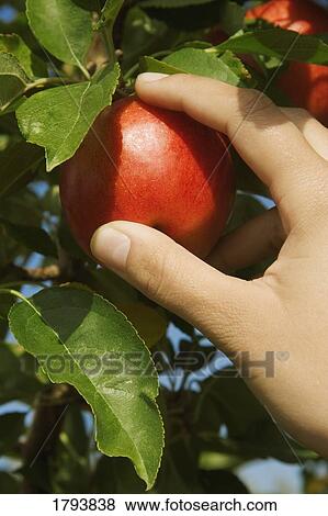 Picking an apple View Large Photo Image Stock Photo - Picking an apple. Fotosearch