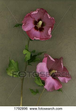 Stock Photograph - Pink hibiscus flowers. Fotosearch