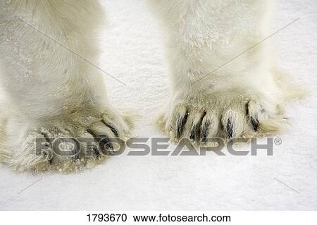 Polar bear feet View Large Photo Image Stock Image - Polar bear feet. Fotosearch