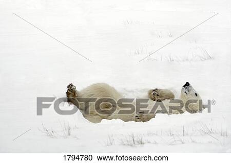 Polar bear lying down View Large Photo Image Stock Image - Polar bear lying down. Fotosearch