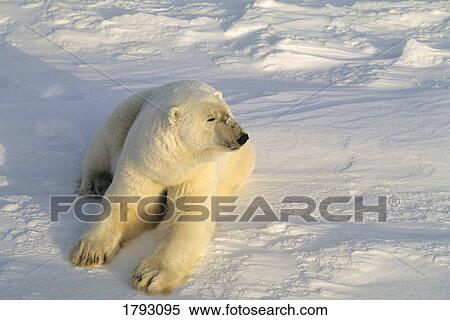 Polar bear lying in snow View Large Photo Image Stock Photography - Polar bear lying in snow. Fotosearch