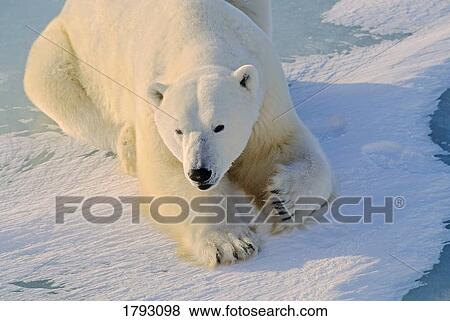 Stock Photo - Polar bear on ice. Fotosearch