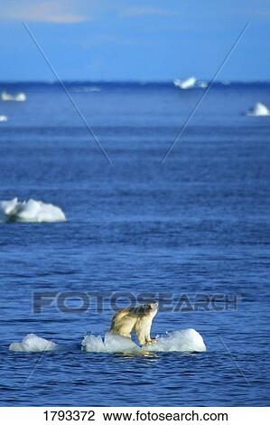 Polar Bear on Iceberg View Large Photo Image Stock Image - Polar Bear on Iceberg. Fotosearch