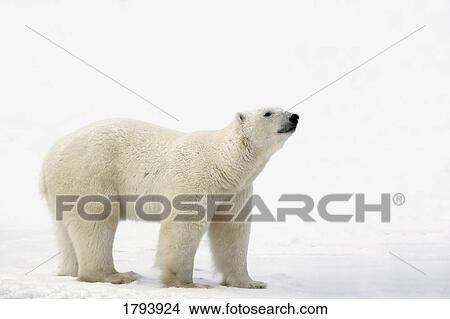 Polar bear View Large Photo Image Picture - Polar bear. Fotosearch