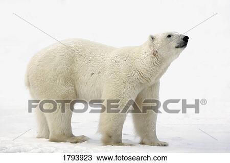 Polar bear sniffing View Large Photo Image Stock Image - Polar bear sniffing. Fotosearch