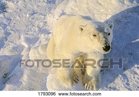 Polar bear View Large Photo Image Stock Photograph - Polar bear. Fotosearch