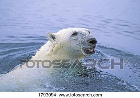 Picture - Polar bear swimming. Fotosearch