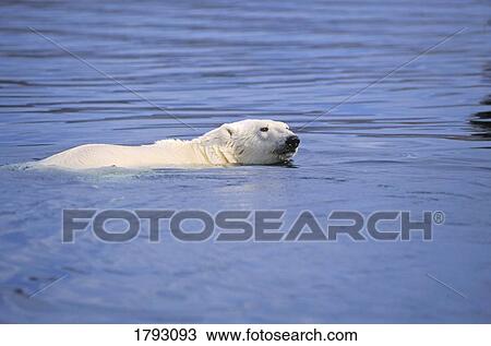Stock Image - Polar bear swimming. Fotosearch
