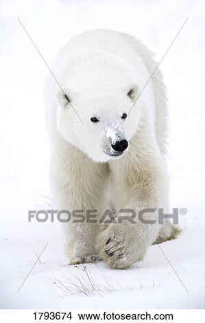 Picture - Polar bear walking. Fotosearch
