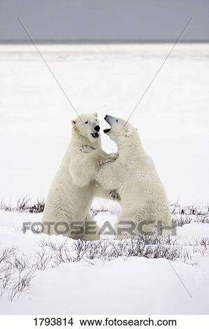Polar bears fighting View Large Photo Image Picture - Polar bears fighting. Fotosearch