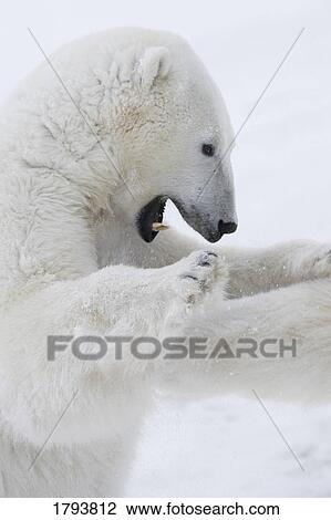 Stock Image - Polar bears fighting. Fotosearch