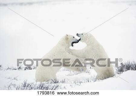Polar bears fighting View Large Photo Image Stock Photograph - Polar bears fighting. Fotosearch