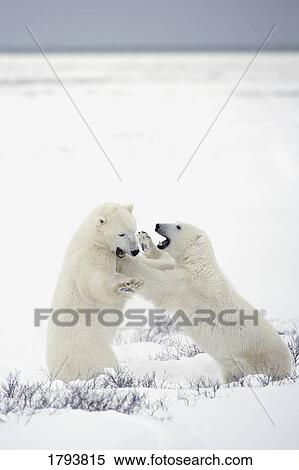 Polar bears fighting View Large Photo Image Stock Photography - Polar bears fighting. Fotosearch