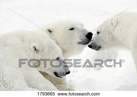 Stock Photography - Polar bears. Fotosearch