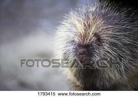 Stock Photography - Porcupine. Fotosearch