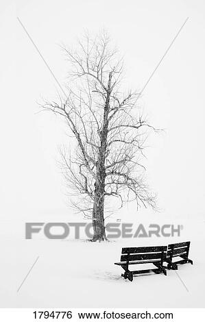 Stock Photograph - Public park in winter. Fotosearch