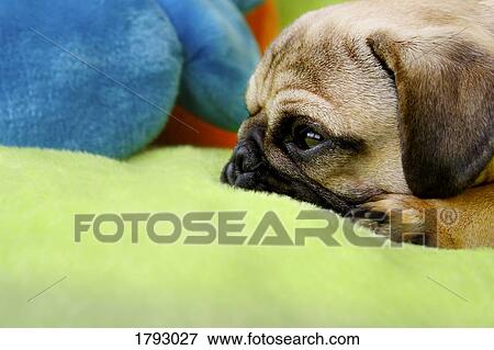 Pug laying on pillows View Large Photo Image Stock Photo - Pug laying on pillows. Fotosearch